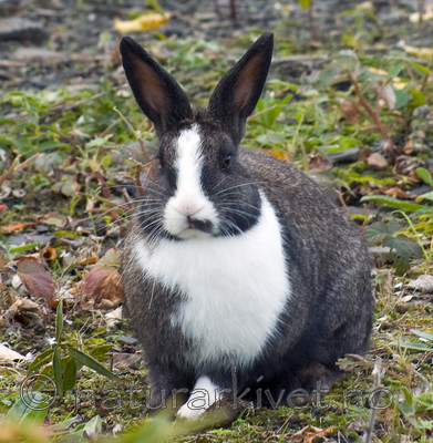 BB 05 0390 / Oryctolagus cuniculus / Kanin